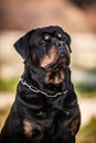 Adorable Devoted Purebred Rottweiler Royalty Free Stock Photo