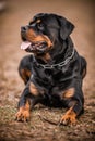 Adorable Devoted Purebred Rottweiler