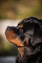 Adorable Devoted Purebred Rottweiler Royalty Free Stock Photo