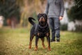 Adorable Devoted Purebred Rottweiler Royalty Free Stock Photo