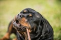 Adorable Devoted Purebred Rottweiler Royalty Free Stock Photo