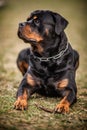 Adorable Devoted Purebred Rottweiler