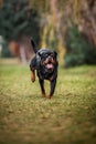 Adorable Devoted Purebred Rottweiler Royalty Free Stock Photo