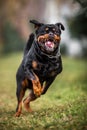 Adorable Devoted Purebred Rottweiler Royalty Free Stock Photo