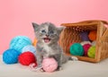 Diluted tortie kitten with balls of yarn Royalty Free Stock Photo