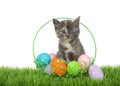 Diluted tortie kitten in an easter basket on grass Royalty Free Stock Photo