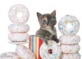 Close up kitten in birthday present box surrounded by donuts Royalty Free Stock Photo