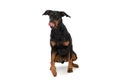 Adorable dobermann puppy sticking out tongue and looking up Royalty Free Stock Photo