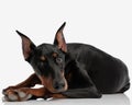 adorable dobermann resting while lying down Royalty Free Stock Photo