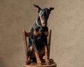 adorable dobermann wearing collar sitting on chair Royalty Free Stock Photo