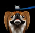 An adorable dog bares his teeth in a smile Royalty Free Stock Photo