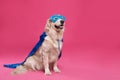 Adorable dog in blue superhero cape and mask on pink background, space for text Royalty Free Stock Photo
