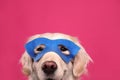 Adorable dog in blue superhero mask on pink background, closeup Royalty Free Stock Photo