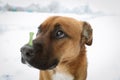 Adorable dog with bone shaped cookie on nose against light background Royalty Free Stock Photo