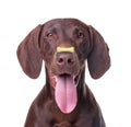 Adorable dog with bone shaped cookie on nose against white background Royalty Free Stock Photo