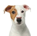 Adorable dog with bone shaped cookie on nose against white background Royalty Free Stock Photo