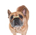 Adorable dog with bone shaped cookie on nose against white background Royalty Free Stock Photo