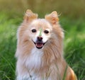 Adorable dog with bone shaped cookie on nose in park Royalty Free Stock Photo