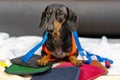 Adorable dog breed of dachshund, black and tan, in body measuring ruler sewing tailor tape measure, seamstress sitting and sews on