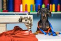 Adorable dog breed of dachshund, black and tan, in the glasses, seamstress sitting and sews on sewing machine. Funny ad for your b