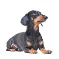 Adorable dog breed dachshund, black and tan, lying on white background Royalty Free Stock Photo