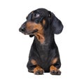 Adorable dog breed dachshund, black and tan, lying on white background Royalty Free Stock Photo