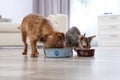 Adorable dog and cat eating pet food together. Friends forever Royalty Free Stock Photo