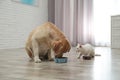 Adorable dog and cat eating together on floor. Friends forever Royalty Free Stock Photo