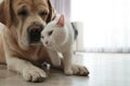 Adorable dog and cat together on floor indoors, closeup. Friends forever