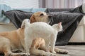 Adorable dog and cat together on floor indoors Royalty Free Stock Photo