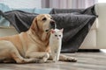 Adorable dog and cat together on floor indoors Royalty Free Stock Photo