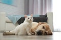 Adorable dog and cat together on floor indoors Royalty Free Stock Photo