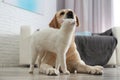 Adorable dog and cat together on floor. Friends forever Royalty Free Stock Photo