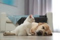 Adorable dog and cat together on floor indoors Royalty Free Stock Photo