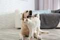 Adorable dog and cat together on floor. Friends forever Royalty Free Stock Photo