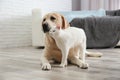 Adorable dog and cat together on floor. Friends forever Royalty Free Stock Photo