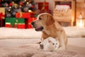 Adorable dog and cat at room decorated for Christmas. Cute pets Royalty Free Stock Photo