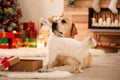 Adorable dog and cat together at room for Christmas. Cute pets Royalty Free Stock Photo