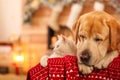 Adorable dog and cat together at room for Christmas. Cute pets Royalty Free Stock Photo