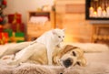 Adorable dog and cat together at room for Christmas. Cute pets Royalty Free Stock Photo