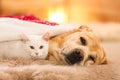 Adorable dog and cat together at room for Christmas. Cute pets Royalty Free Stock Photo