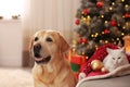 Adorable dog and cat together at room for Christmas. Cute pets Royalty Free Stock Photo