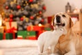 Adorable dog and cat together at room decorated for Christmas Royalty Free Stock Photo