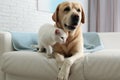 Adorable dog and cat together on sofa indoors Royalty Free Stock Photo