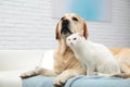 Adorable dog and cat together on sofa indoors Royalty Free Stock Photo