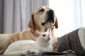 Adorable dog and cat together on sofa. Friends forever Royalty Free Stock Photo