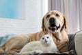 Adorable dog and cat together on sofa indoors Royalty Free Stock Photo