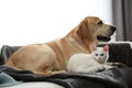 Adorable dog and cat together on sofa. Friends forever Royalty Free Stock Photo