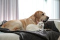 Adorable dog and cat together on sofa. Friends forever Royalty Free Stock Photo