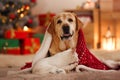 Adorable dog and cat together under blanket at room decorated for Christmas Royalty Free Stock Photo